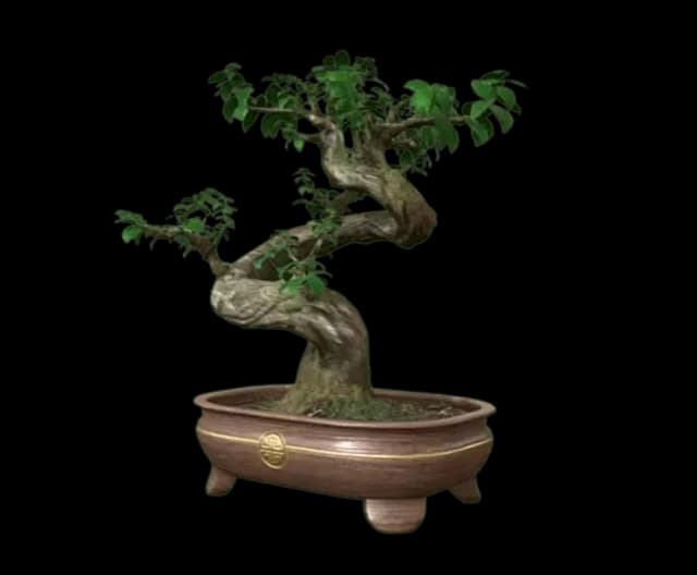 Ficus Bonsai perspective
