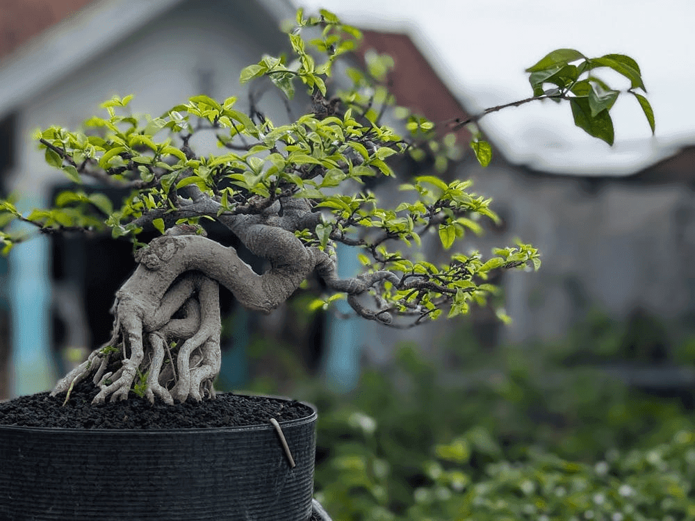 Ficus Bonsai